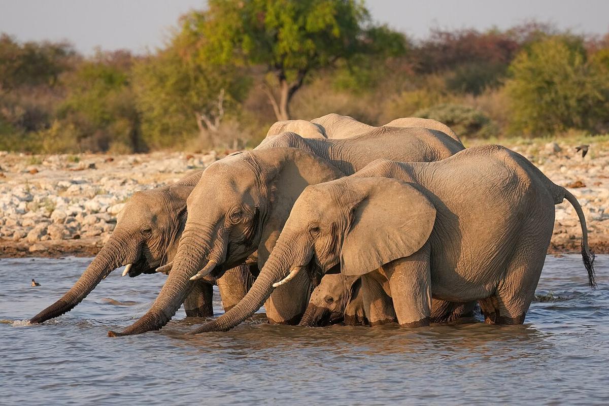 Elephants drinking in Etosha National Park, Namibia