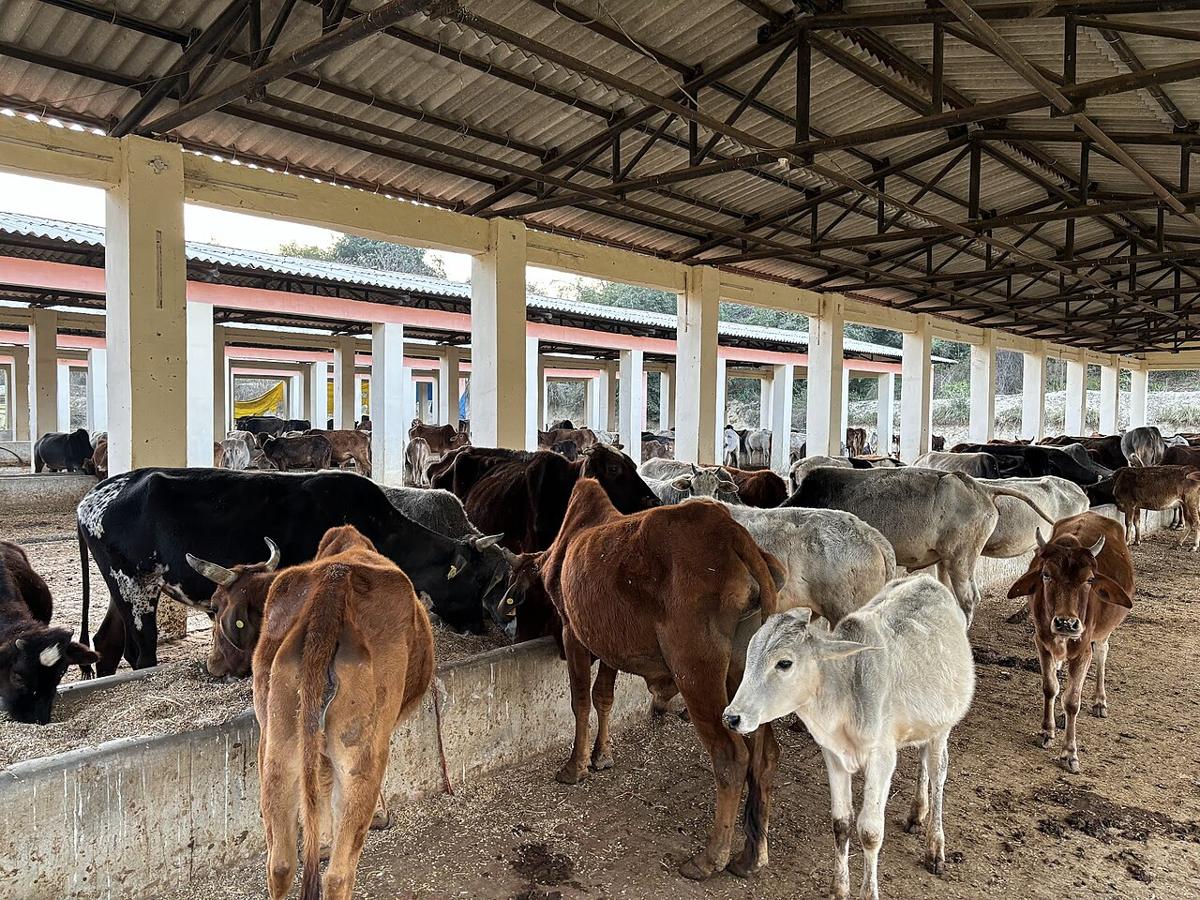 Cattle feeding in a gaushala